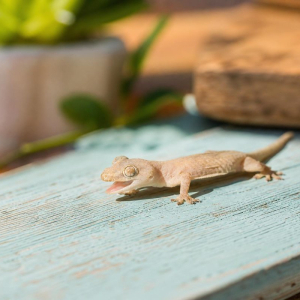 comment se débarrasser des lézards
