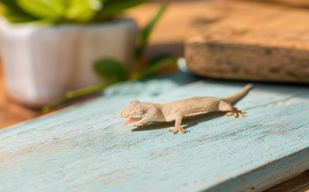 comment se débarrasser des lézards