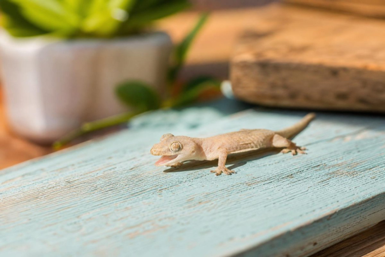 comment se débarrasser des lézards