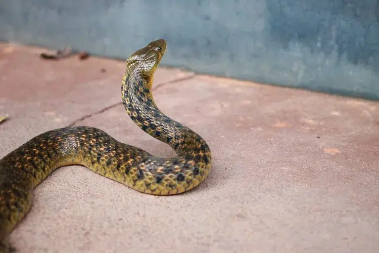 comment soigner la morsure du serpent naturellement