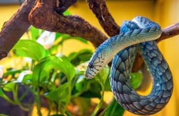 comment utiliser la javel contre les serpents jardin maison odeurs attirer répulsif conseils astuces jardiniers 2023