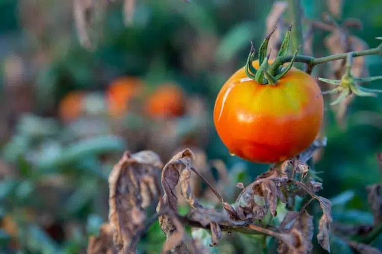 coup de soleil feuille tomate