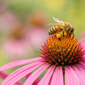 de quoi se nourissent les abeilles