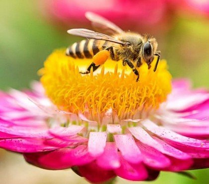 de quoi se nourissent les abeilles