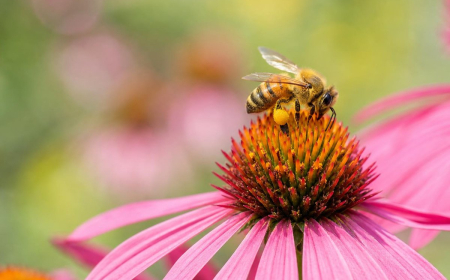 de quoi se nourissent les abeilles