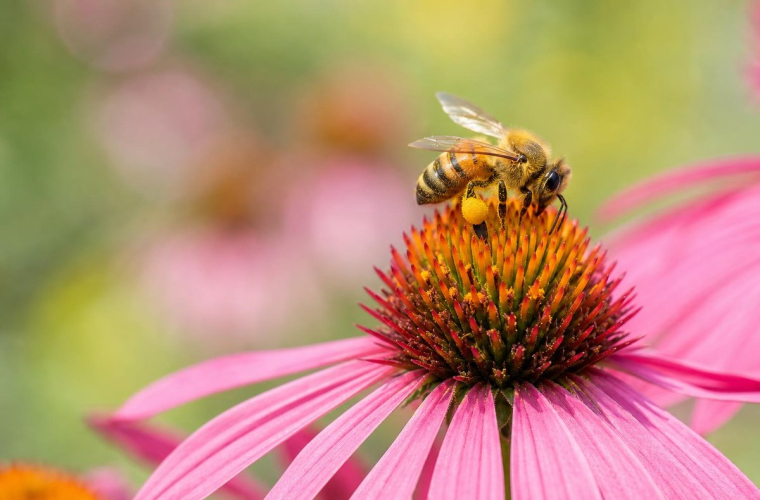 de quoi se nourissent les abeilles