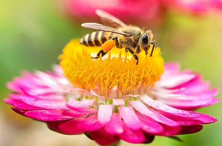 de quoi se nourissent les abeilles