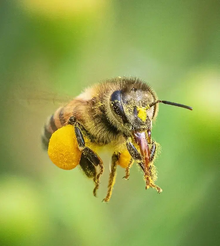 est ce que les abeilles mangent du miel