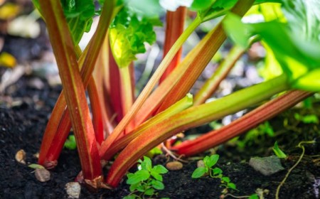 faut il couper les fleurs de rhubarbe plantation entretenir petioles tiges comestible manger fruit legume conseils arrosage jardin 2023