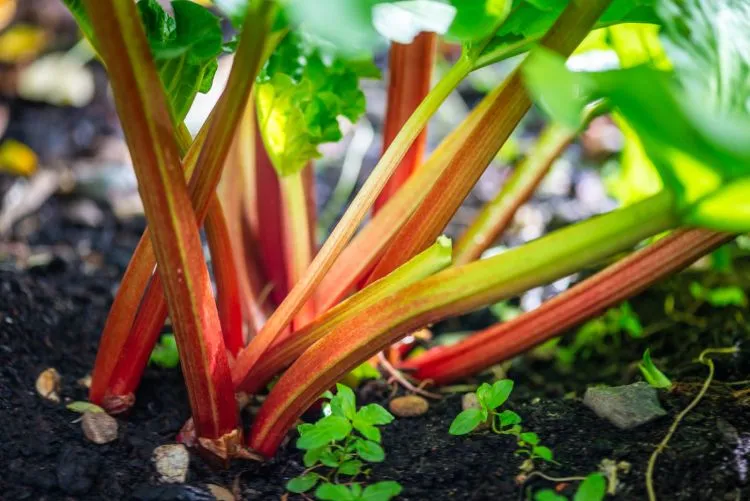 faut il couper les fleurs de rhubarbe plantation entretenir petioles tiges comestible manger fruit legume conseils arrosage jardin 2023