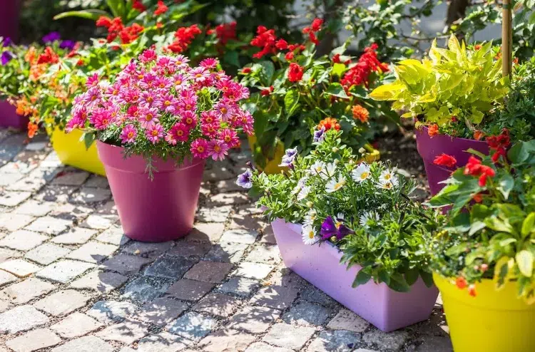 fleurs qui aiment le soleil quelles fleurs vont bien ensemble plantes potager jardin jardiniere hortensias lavande associer rosiers bouquets balcon terrasse