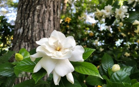 fleurs qui sentent bon