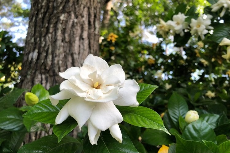 fleurs qui sentent bon
