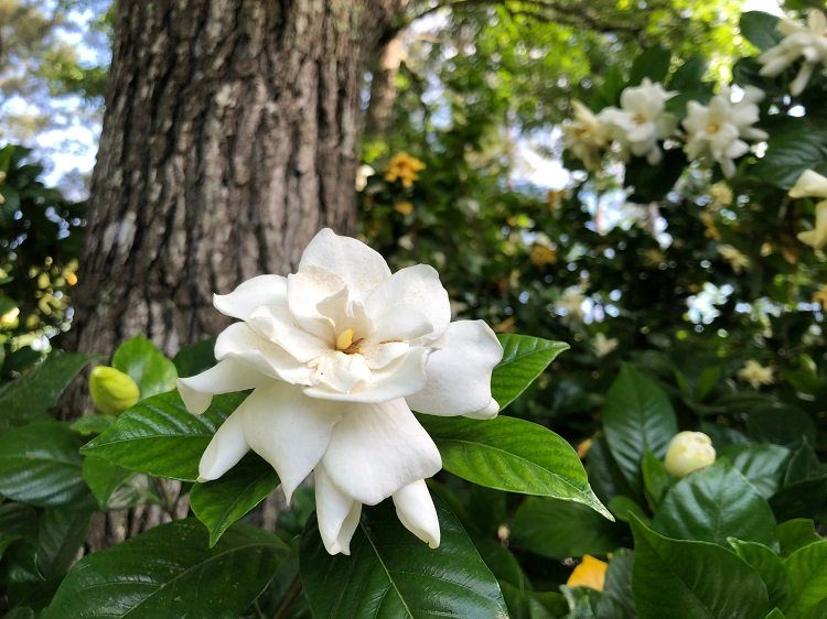 fleurs qui sentent bon