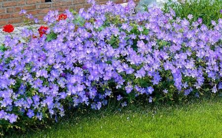 géranium vivace rozanne fleur bleu à floraison prolongée couvre sol