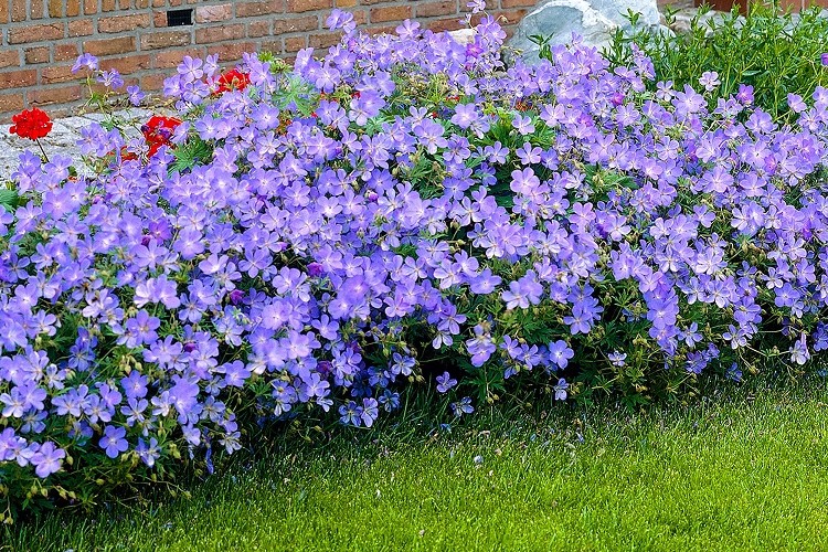 géranium vivace rozanne fleur bleu à floraison prolongée couvre sol