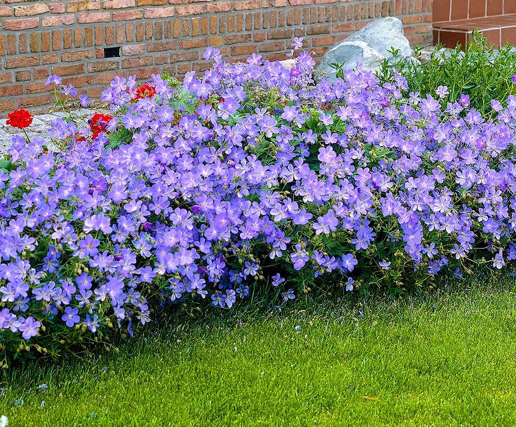 géranium vivace rozanne fleur bleu à floraison prolongée couvre sol