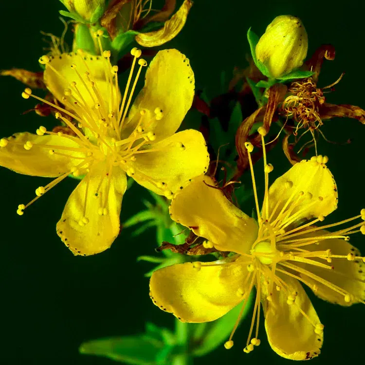 le millepertuis fleurs couvre sol pour telus ete soleil ombre covrantes vivaces plante printemps idees rustiques 2023