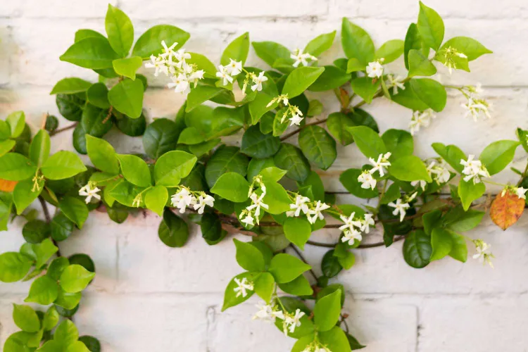 le jasmine etoilé fleurs couvre sol pour telus ete soleil ombre covrantes vivaces plante printemps idees rustiques 2023