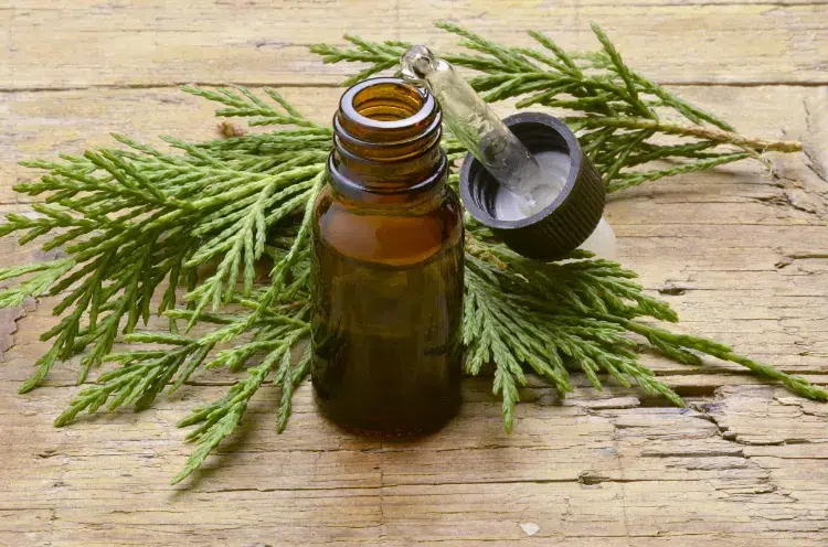 l'huile essentielle de cyprès contre la toux seche grasse nocturne chronique rhume thym fumeur tea tree conseils astuces 2023