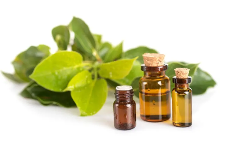 l'huile essentielle de ravintsara contre la toux seche grasse nocturne chronique rhume thym fumeur tea tree conseils astuces 2023