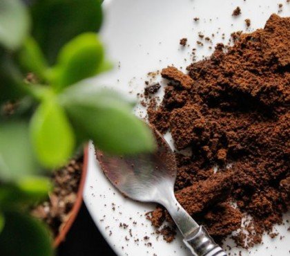 marc de café pour bougainvillier engrais naturel semis compost jardin terasse balcon fleur plante idees conseils astuces top 2023