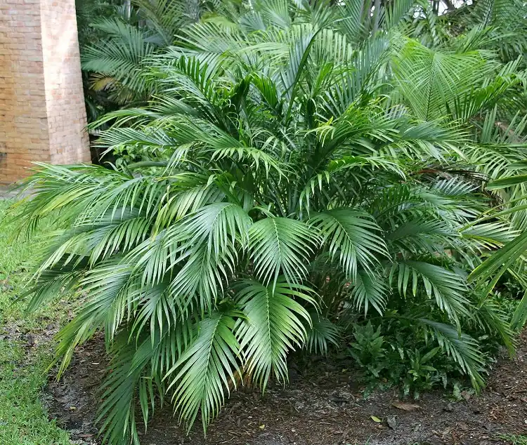 palmier bambou extérieur