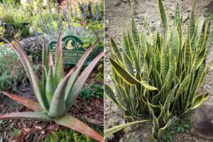 plantes dépolluantes extérieur