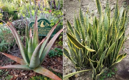 plantes dépolluantes extérieur