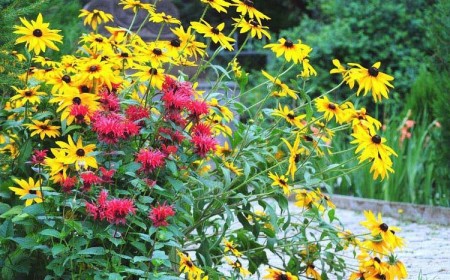 plantes sol argileux