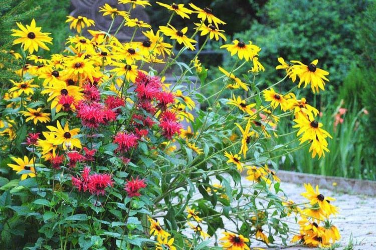 plantes sol argileux