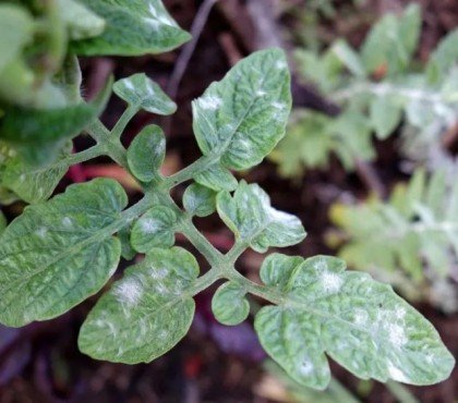 pourquoi les feuilles de tomates blanchissent