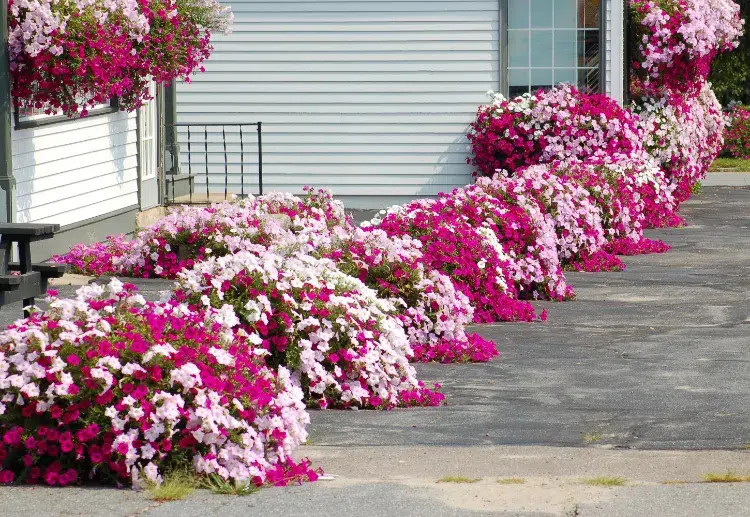 pourquoi planter des fleurs couvre sol à longue floraison
