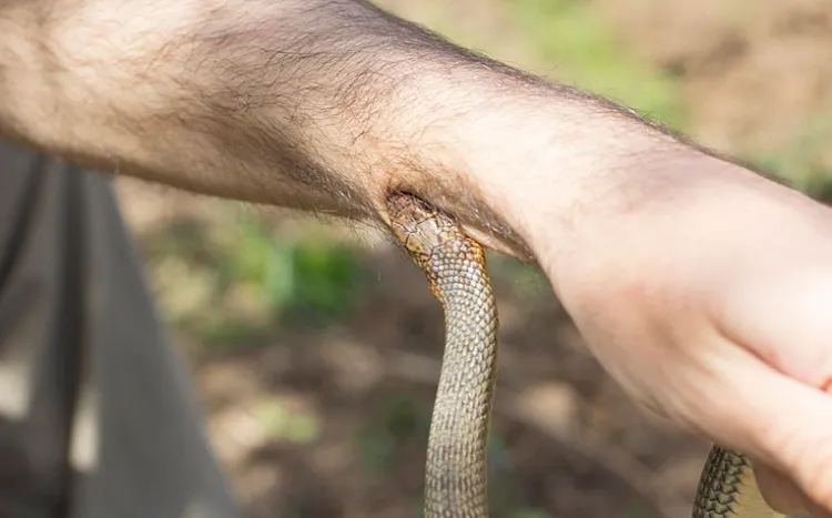 premiers secours en cas de morsure de serpent