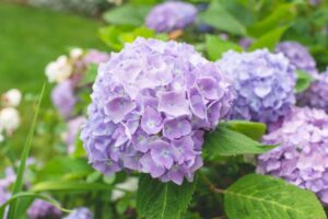 quand planter hortensia printemps grimpant persistant pleine terre blanc paniculata en pot jardin 2023