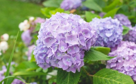 quand planter hortensia printemps grimpant persistant pleine terre blanc paniculata en pot jardin 2023