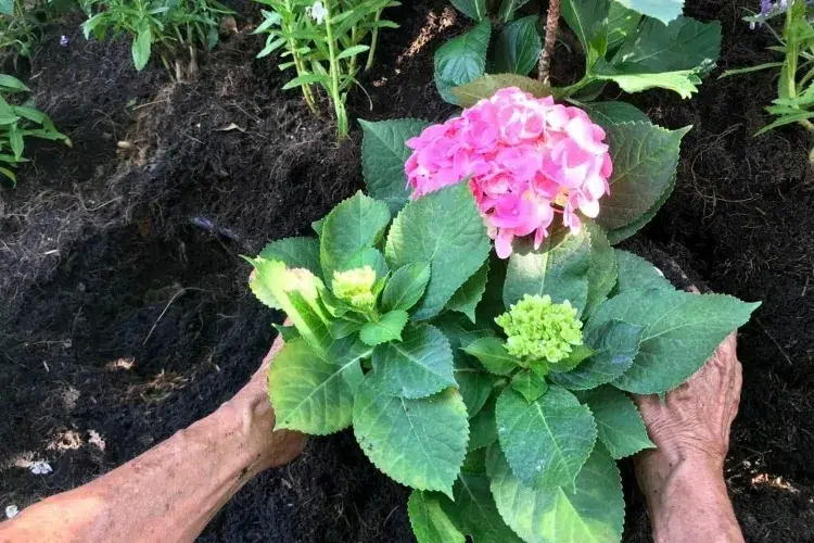 quand planter hortensia printemps grimpant persistant pleine terre blanc paniculata en pot jardin