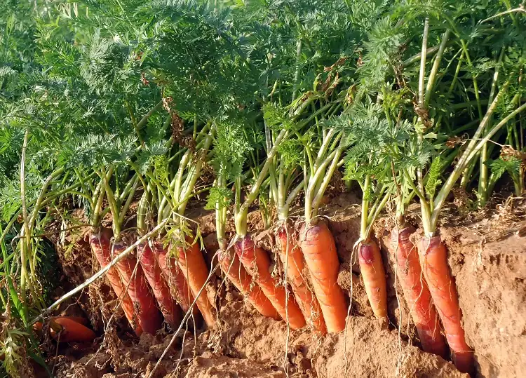 que ne pas planter à côté des carottes