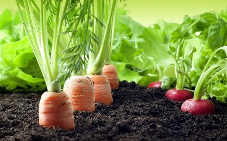 que planter à côté des carottes