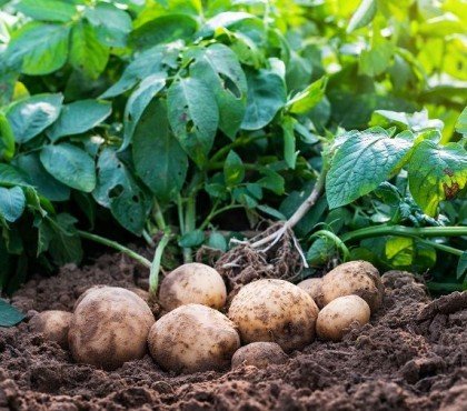 que planter à côté des pommes de terre