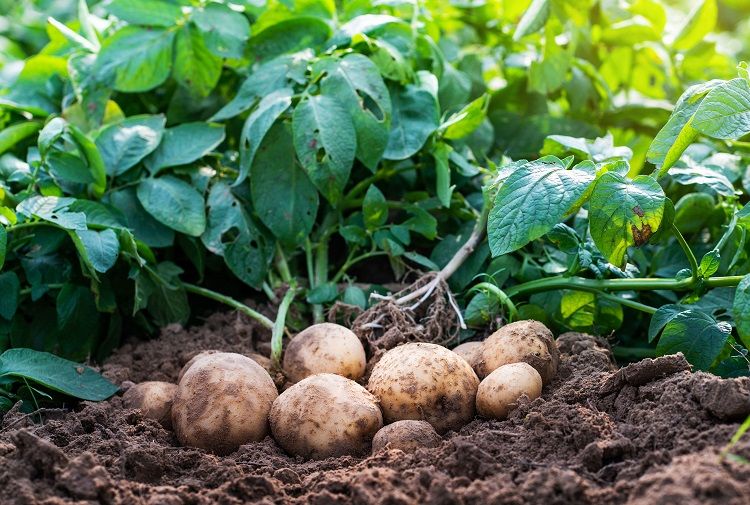 Que planter à côté des pommes de terre et pourquoi ? - Deavita.fr