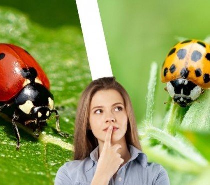 quelle est la différence entre les coccinelles rouges et les coccinelles jaunes