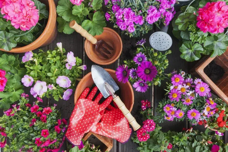 quelles fleurs vont bien ensemble plantes potager jardin jardiniere hortensias lavande associer rosiers bouquets balcon terrasse