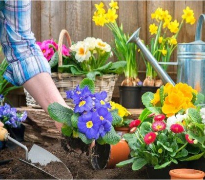 quelles fleurs vont bien ensemble plantes potager jardin jardiniere hortensias lavande associer rosiers bouquets balcon terrasse