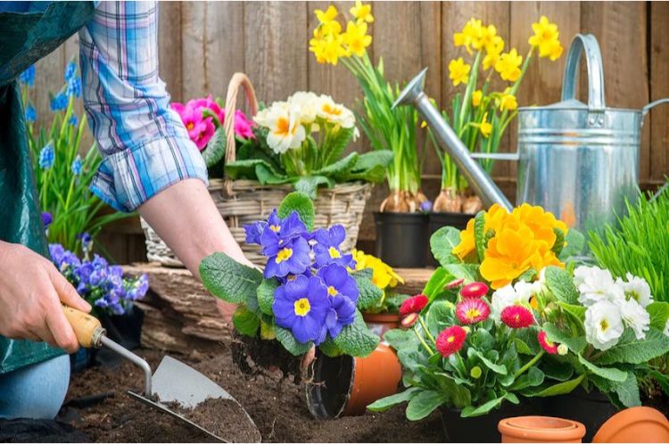 quelles fleurs vont bien ensemble plantes potager jardin jardiniere hortensias lavande associer rosiers bouquets balcon terrasse