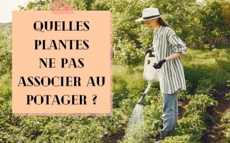 quelles plantes ne pas associer au potager