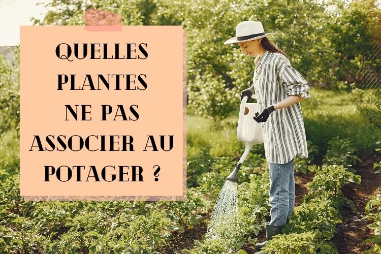 Quelles plantes ne pas associer au potager ? Liste complète