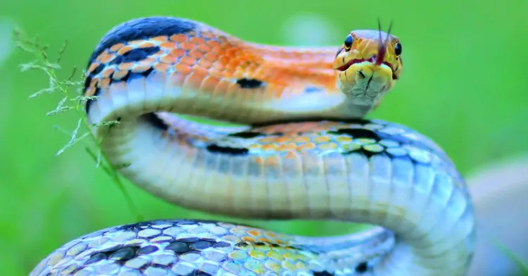 quelles sont les odeurs qui éloignent les reptiles comment utiliser la javel contre les serpents jardin maison odeurs attirer répulsif conseils astuces jardiniers 2023