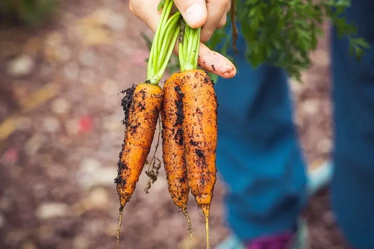 semis de carottes astuces