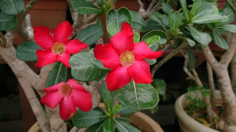 adenium bonsaï intérieur plante grasse fleurie pot jardin facile à vivre fleurs rouges roses